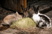 Grape pomace in rabbit diets: Effects on Growth, health & meat quality